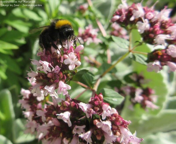 Pot Marjoram seeds (Wild Marjoram) - Origanum vulgare - Organic - Culinary Herb/Native Wildflower