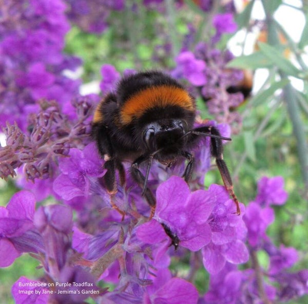 Purple Toadflax seeds- Linaria purpurea - Cottage Garden Flower
