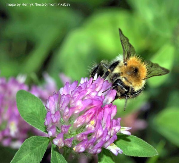 Red Clover Seeds - Trifolium pratense - Native Wildflower