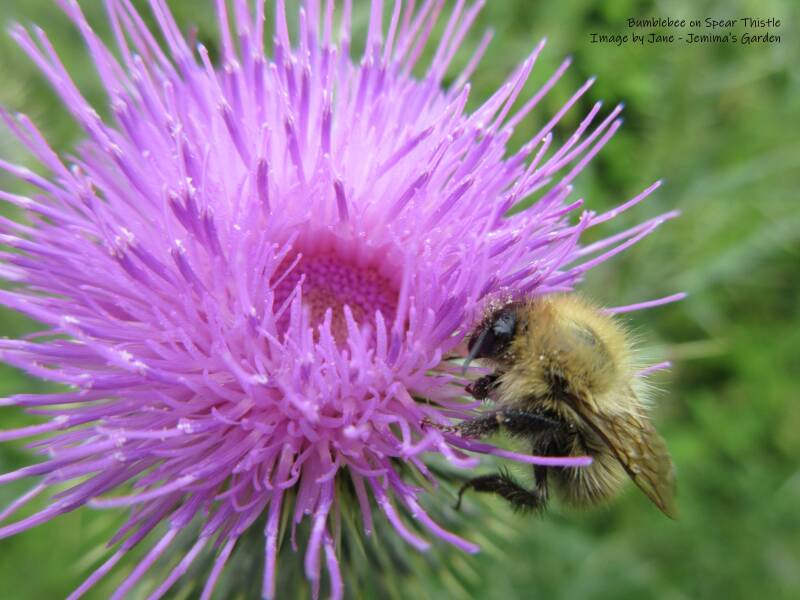 Bumblebee feeding from a purple Spear Thistle flower 