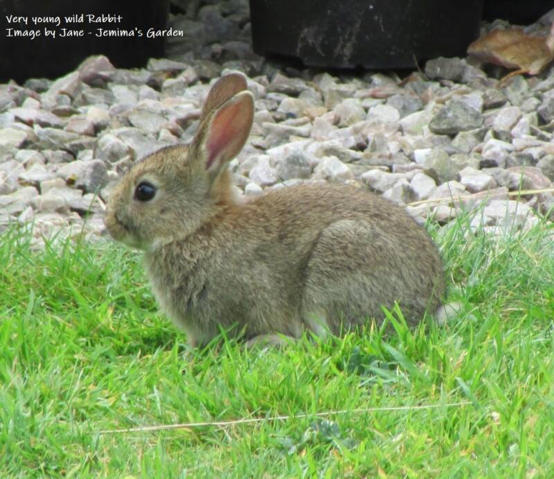 A young Rabbit on our lawn.