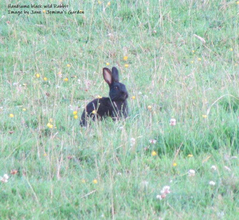 A totally wild and natural black Rabbit sitting in a meadow with buttercup flowers.