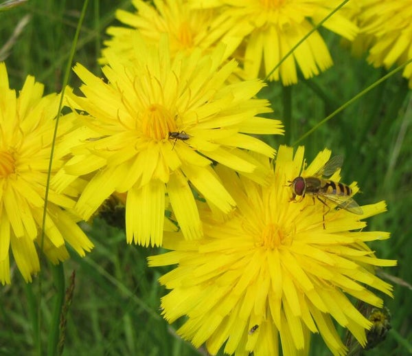 Cat's Ear seeds - Hypochaeris radicata - Native Wildflower