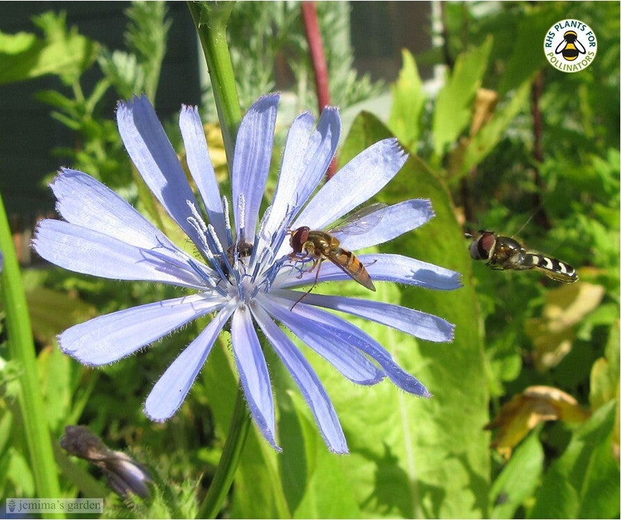 Chicory Seeds - Cichorium intybus -  Naturalised Wildflower