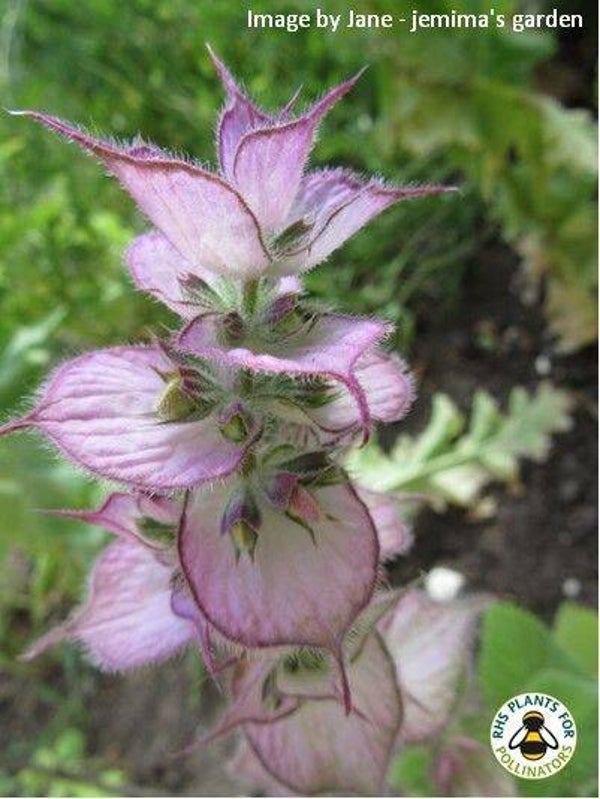 Clary Sage seeds - Salvia sclarea - Herb