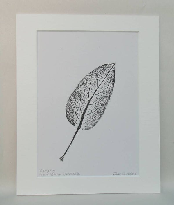 Botanical Monoprint of a Comfrey Leaf