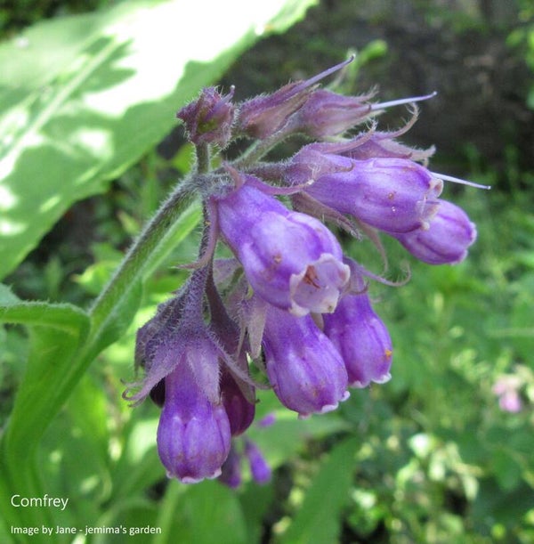 Comfrey seeds - Symphytum officinale - Native Wildflower