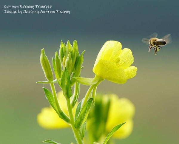Evening Primrose - Oenothera biennis - Cottage Garden Flower / Herb