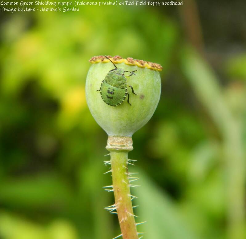 A round and green Common Shieldbug nymph on a Red Field Poppy seedhead.