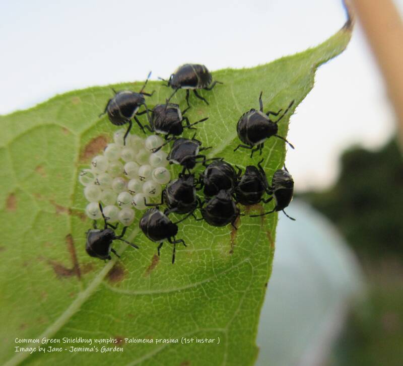 A cluster of Common Green Shieldbug nymphs and their egg cases.