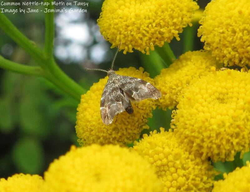 A Common Nettle-tap moth with brown, beige and cream patterned wings on the yellow button flowers of Tansy.