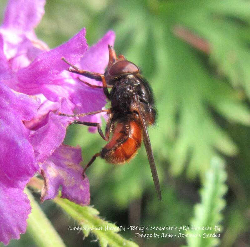 A very shiny Hoverfly with a red abdomen feeding from a pinkish/purple Betony flower.