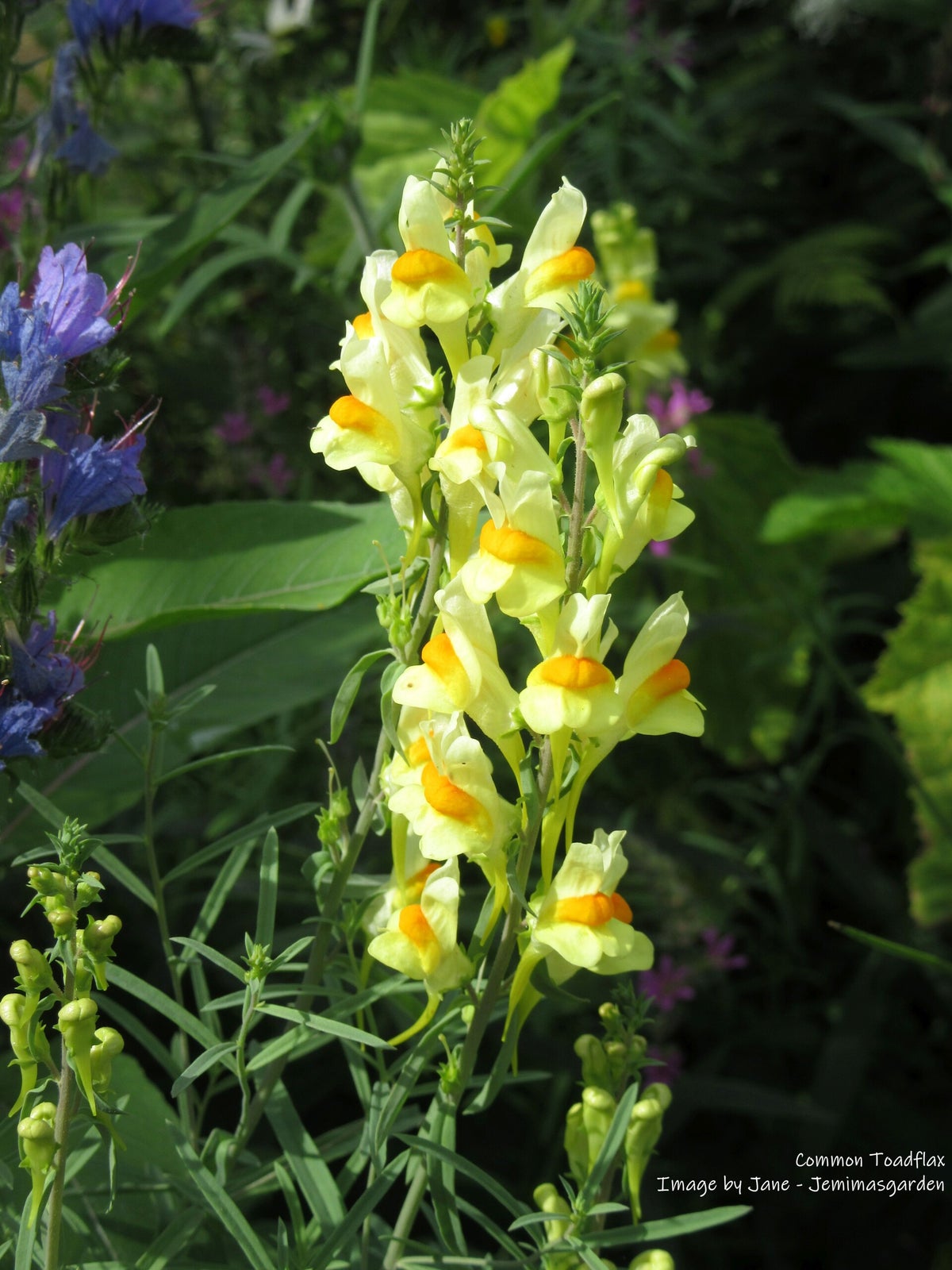 Common Toadflax Seeds - Linaria vulgaris - Wildflower