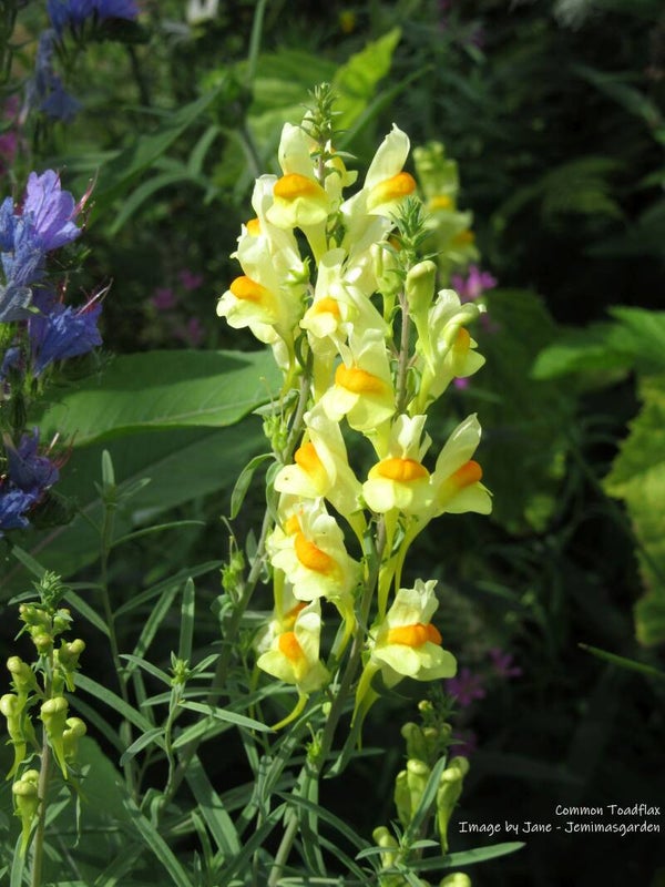Common Toadflax Seeds - Linaria vulgaris - Native Wildflower
