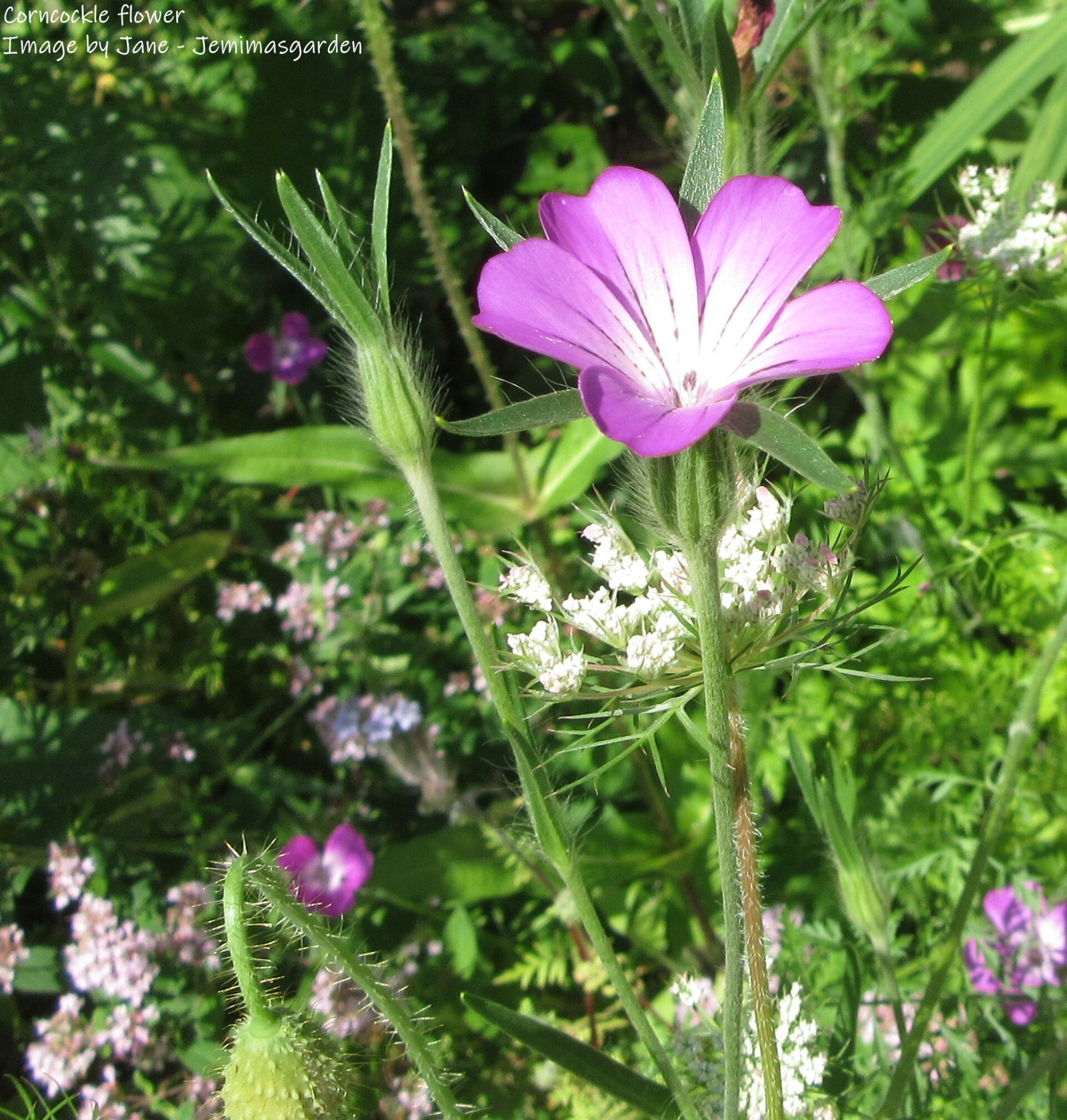 Corncockle seeds – Agrostemma githago - Naturalised Wildflower