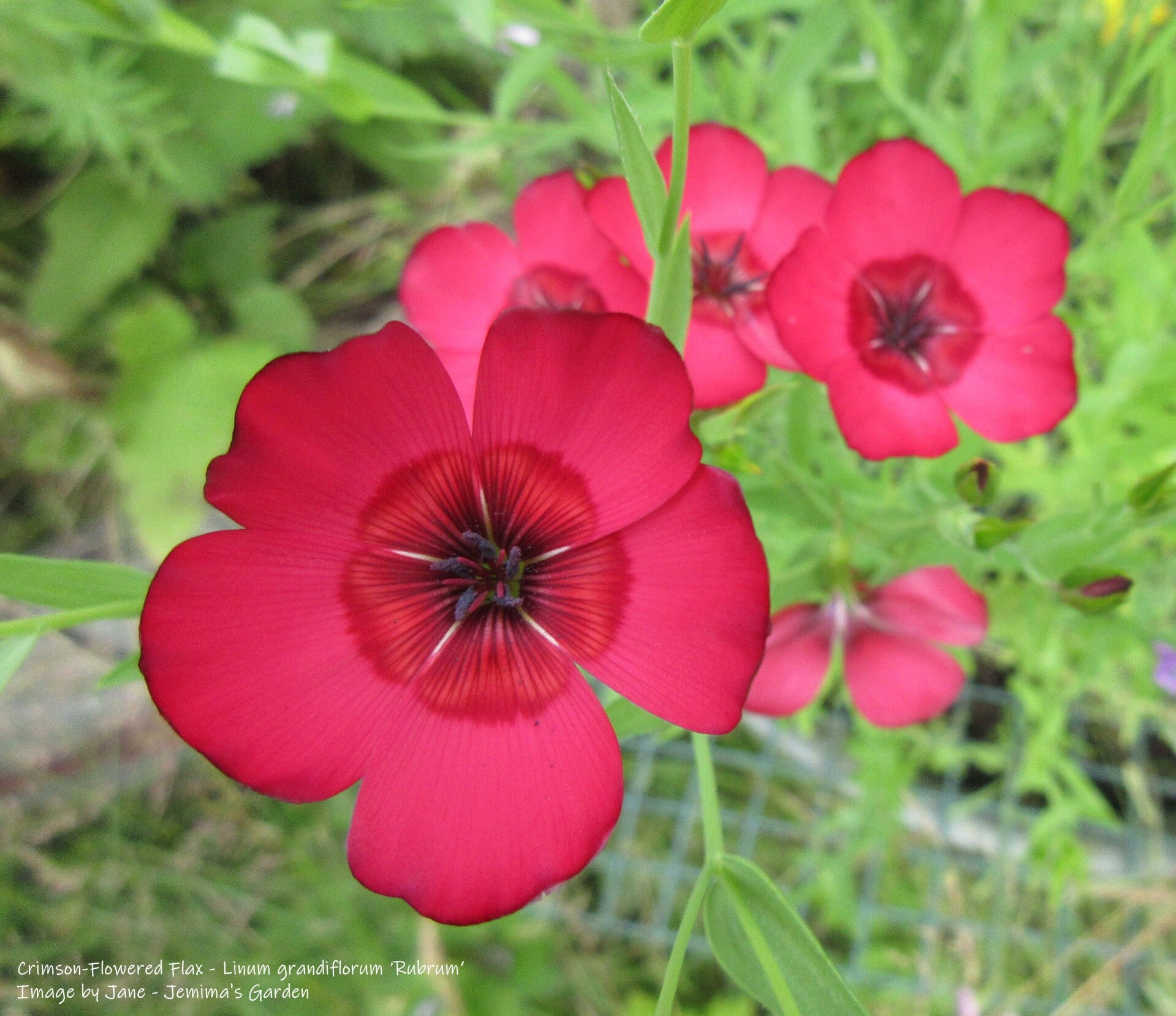 Crimson-Flowered Flax Seeds - Linum grandiflorum ‘Rubrum‘ - Cottage Garden Flower