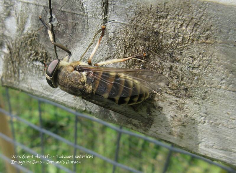 A large brown and cream horsefly sitting on a wooden fence beam.