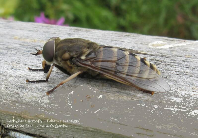 A large brown and cream horsefly sitting on a wooden fence beam.