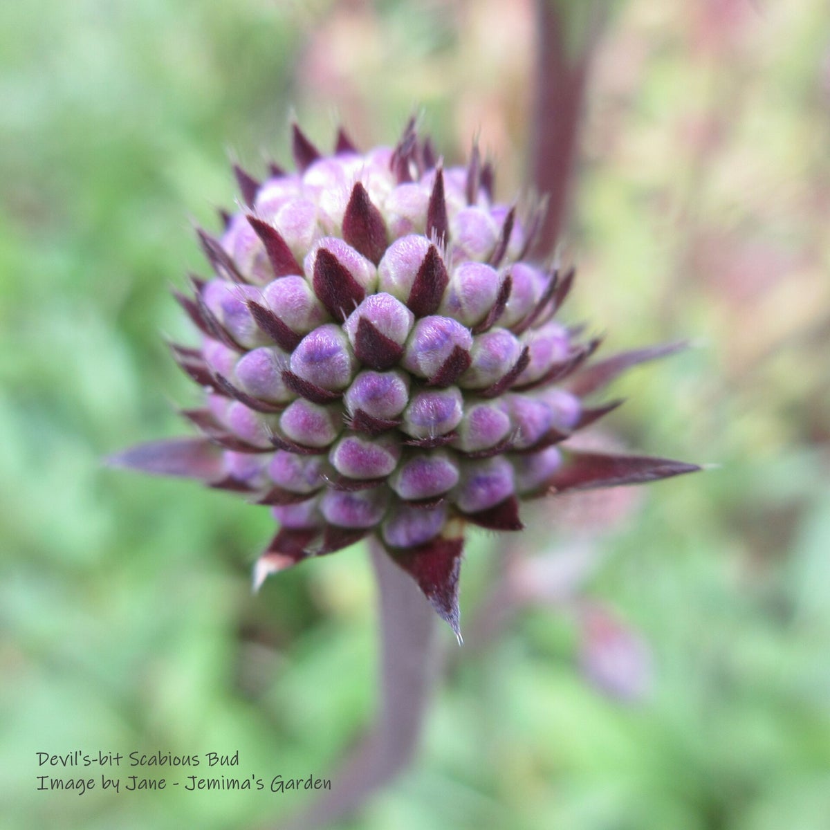 Devil's-bit Scabious - Succisa pratensis - Wildflower