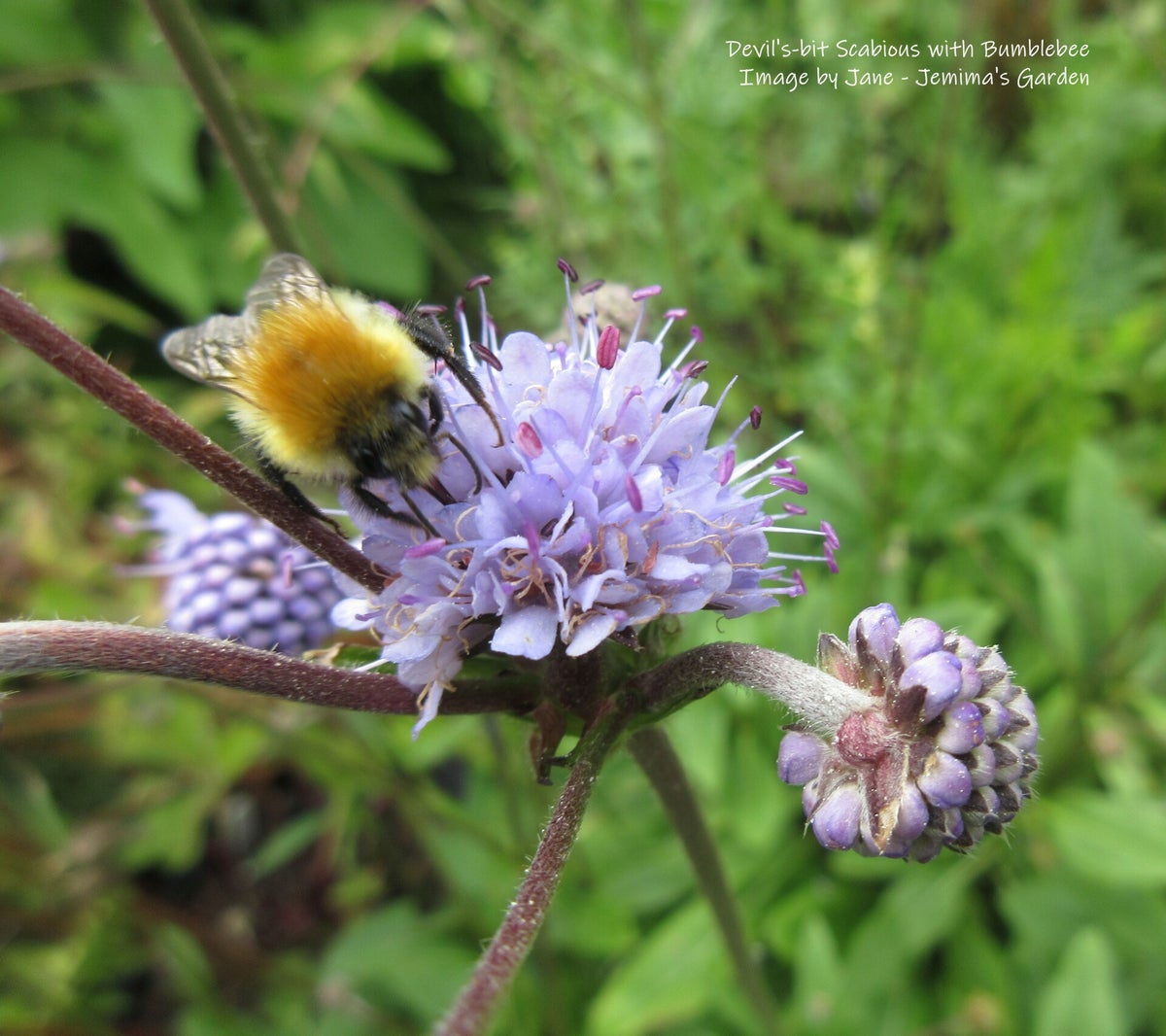 Devil's-bit Scabious - Succisa pratensis - Wildflower