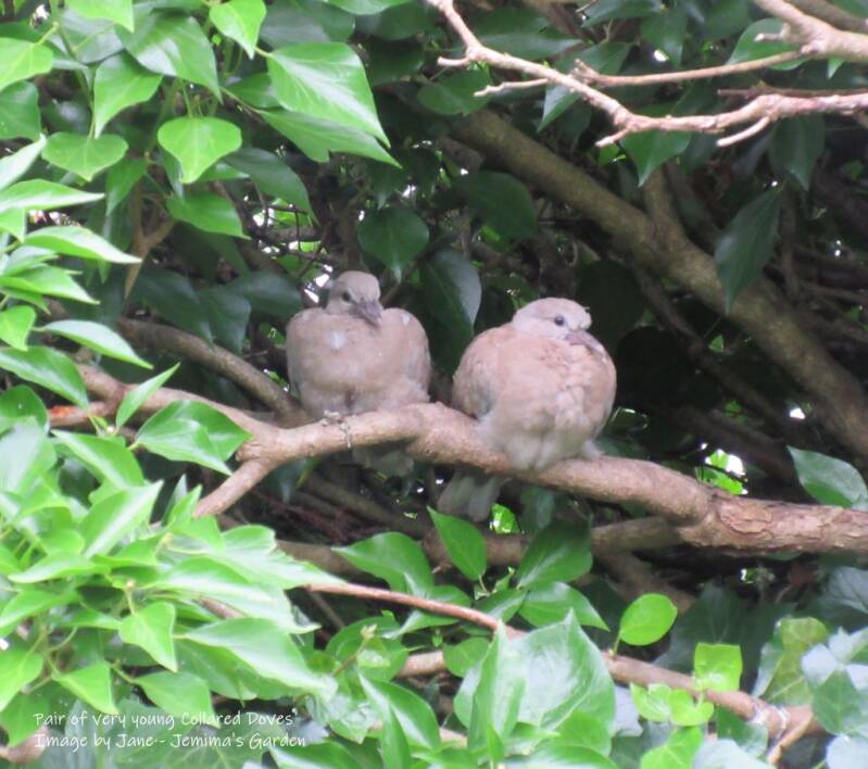 Young Doves, sitting on an Ivy branch, nearly ready to fledge.