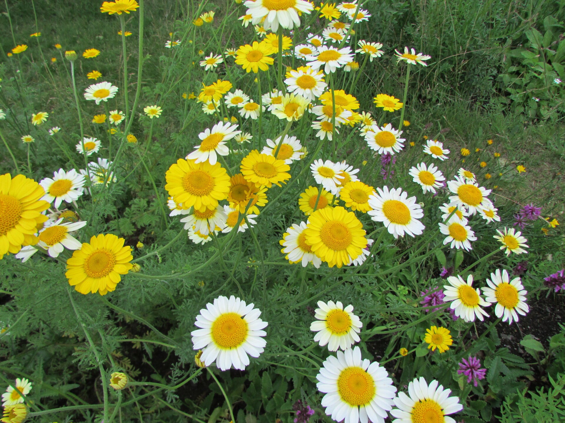 Dyer's Chamomile Seeds - Anthemis tinctoria - Cottage Garden Flower/Dye Plant