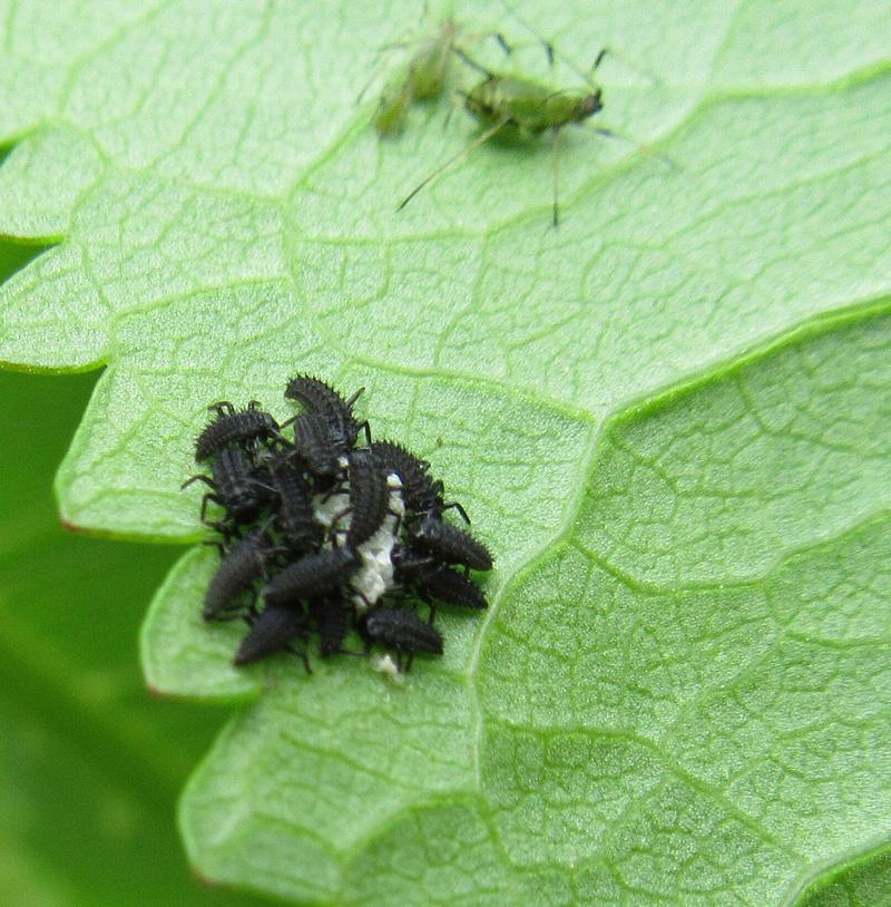 Ladybird larvae and aphids