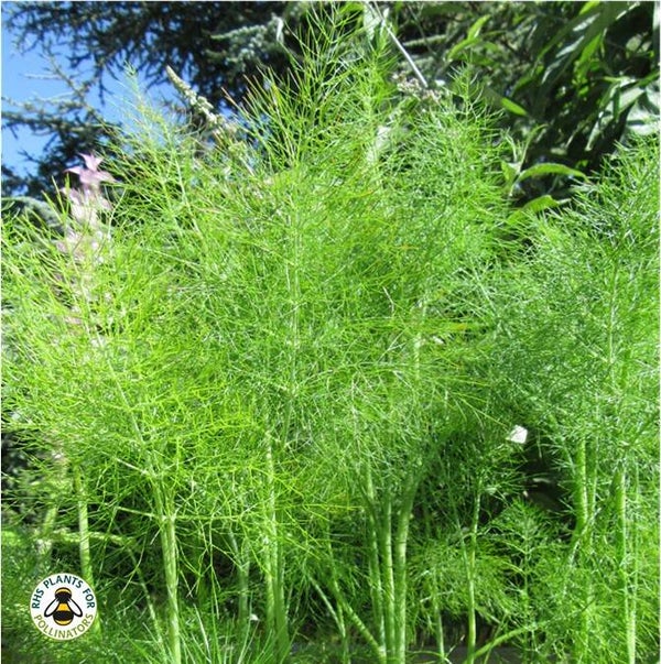 Fennel seeds - Foeniculum vulgare - Culinary Herb