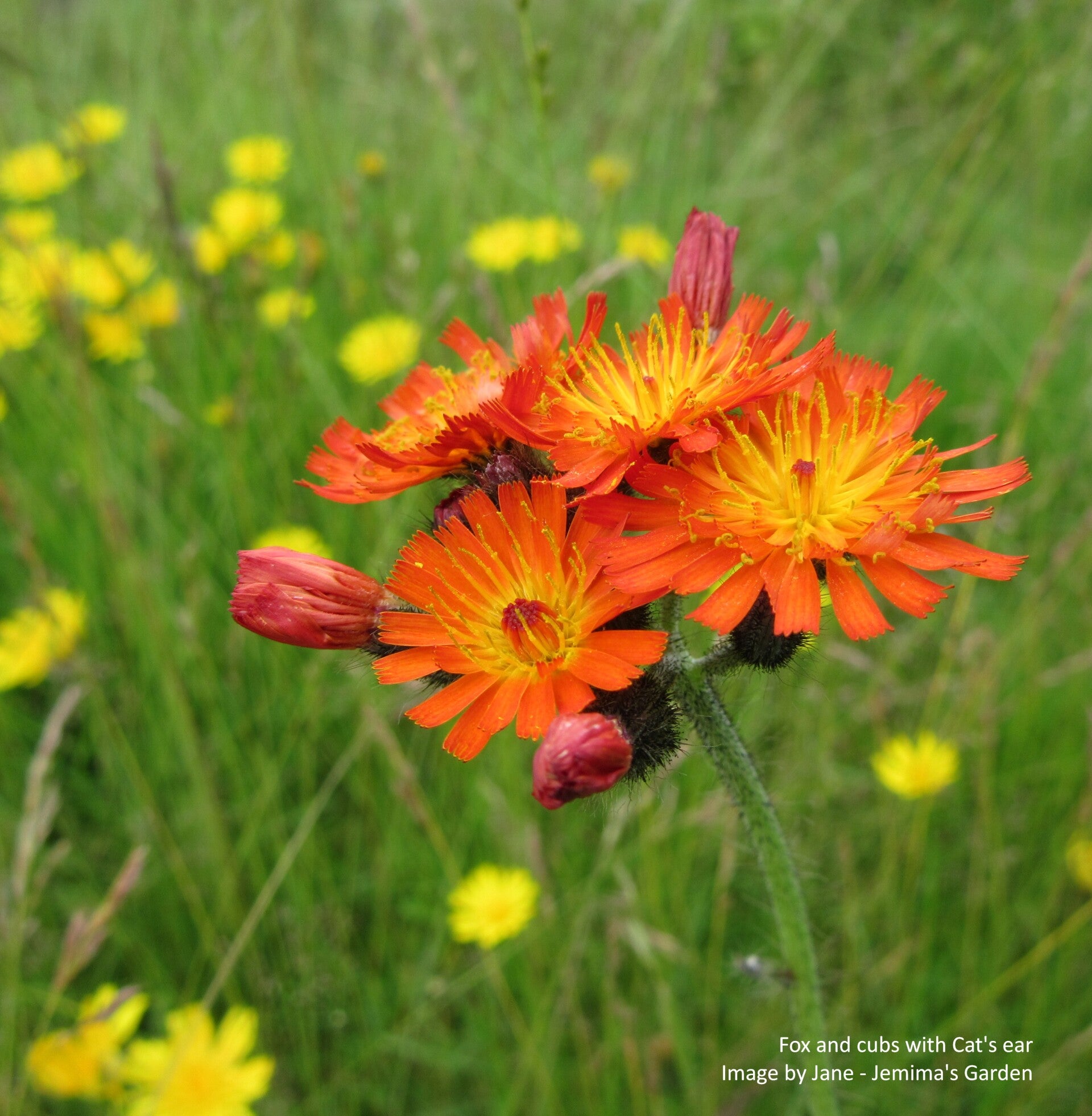 Fox and cubs seeds - Pilosella aurantiaca - Cottage Garden Flower