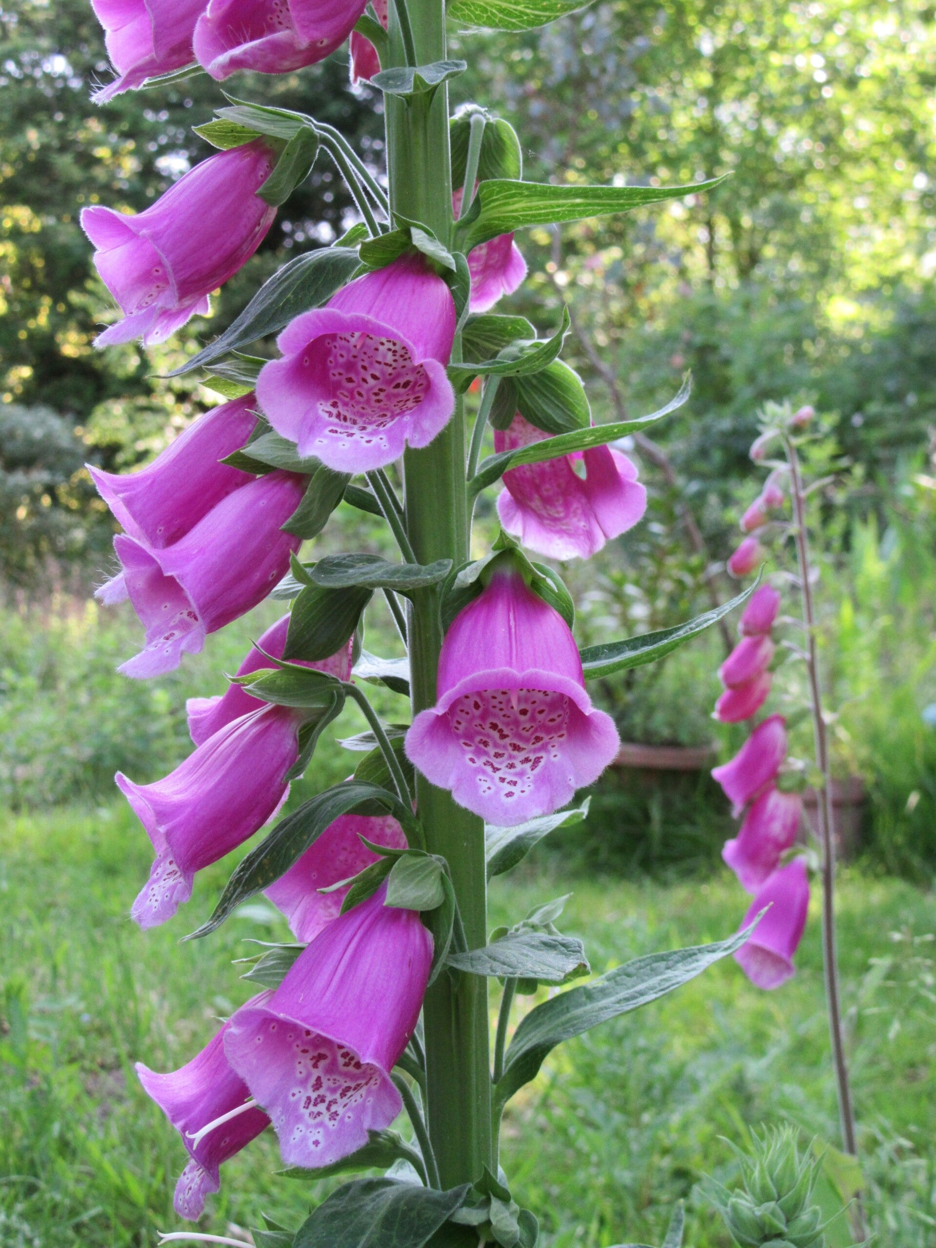 Foxglove Seeds - Digitalis purpurea - Native Wildflower
