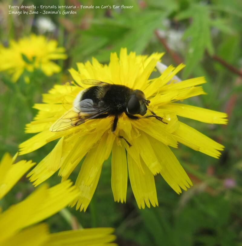 A fatter than usual Dronefly that mimics a Bumblefee being very furry and having a white bum.