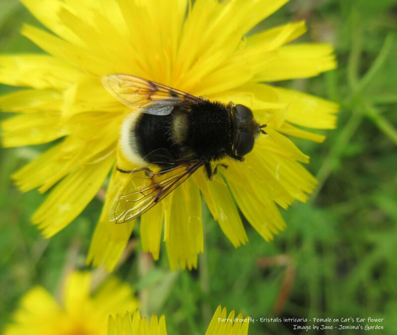 A fatter than usual Dronefly that mimics a Bumblefee being very furry and having a white bum.