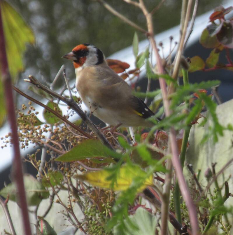 A Goldfinch feeding on Meadowsweet seeds.