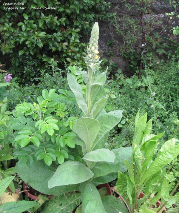 Great Mullein seeds - Verbascum thapsus - Native Wildflower / Herb