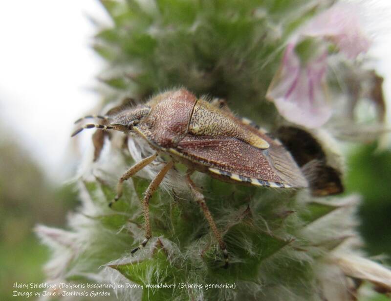 A shieldbug in colours of deep reddish brown and gold with a black and white edge on a Downy Woundwort plant with pale pink flowers.