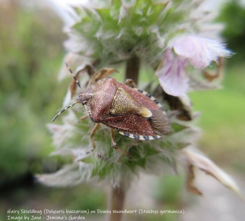 A shieldbug in colours of deep reddish brown and gold with a black and white edge on a Downy Woundwort plant with pale pink flowers.