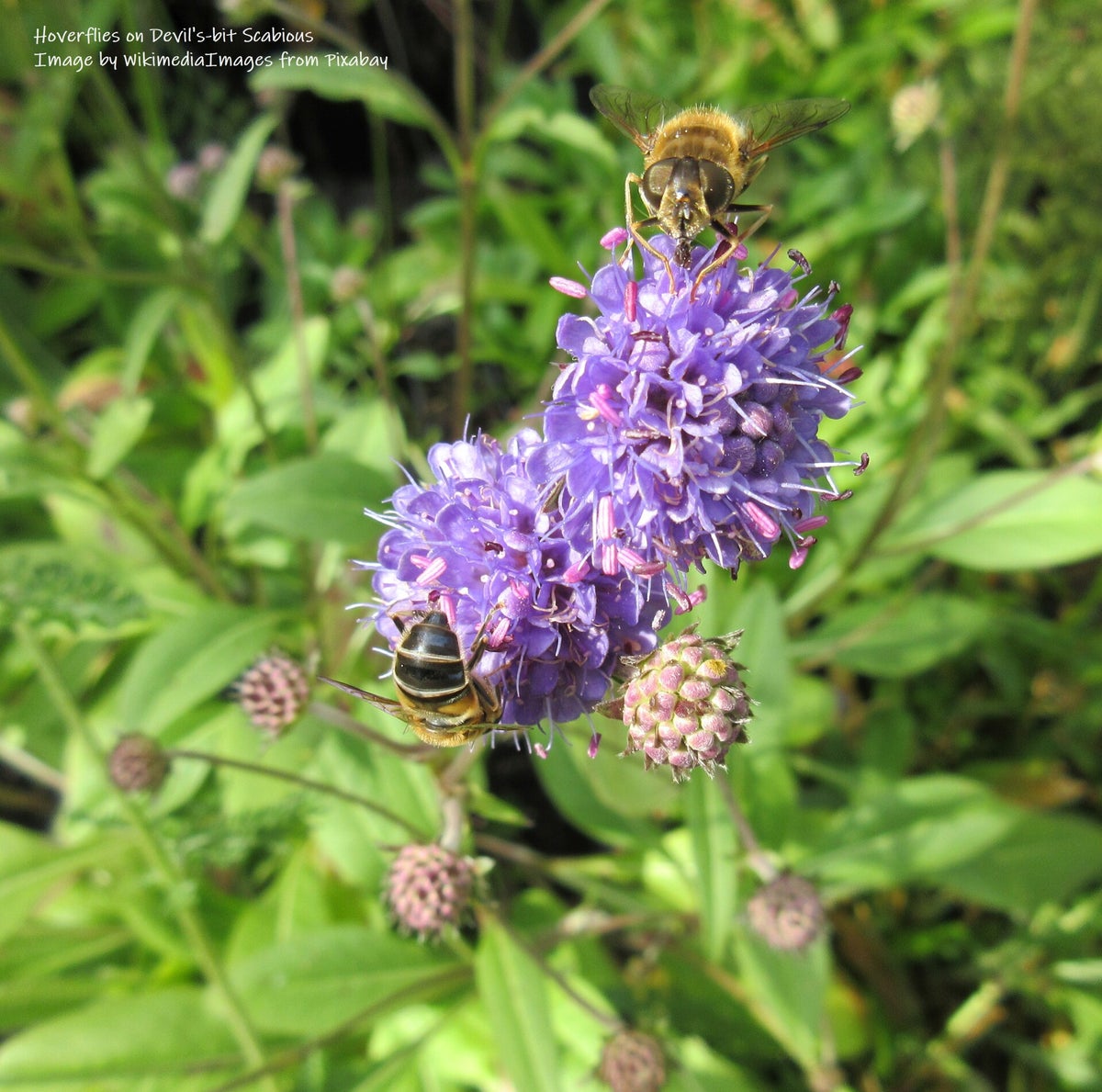Devil's-bit Scabious - Succisa pratensis - Wildflower