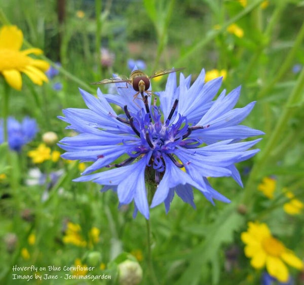 Cornflower Seeds – Centaurea cyanus -Naturalised Wildflower