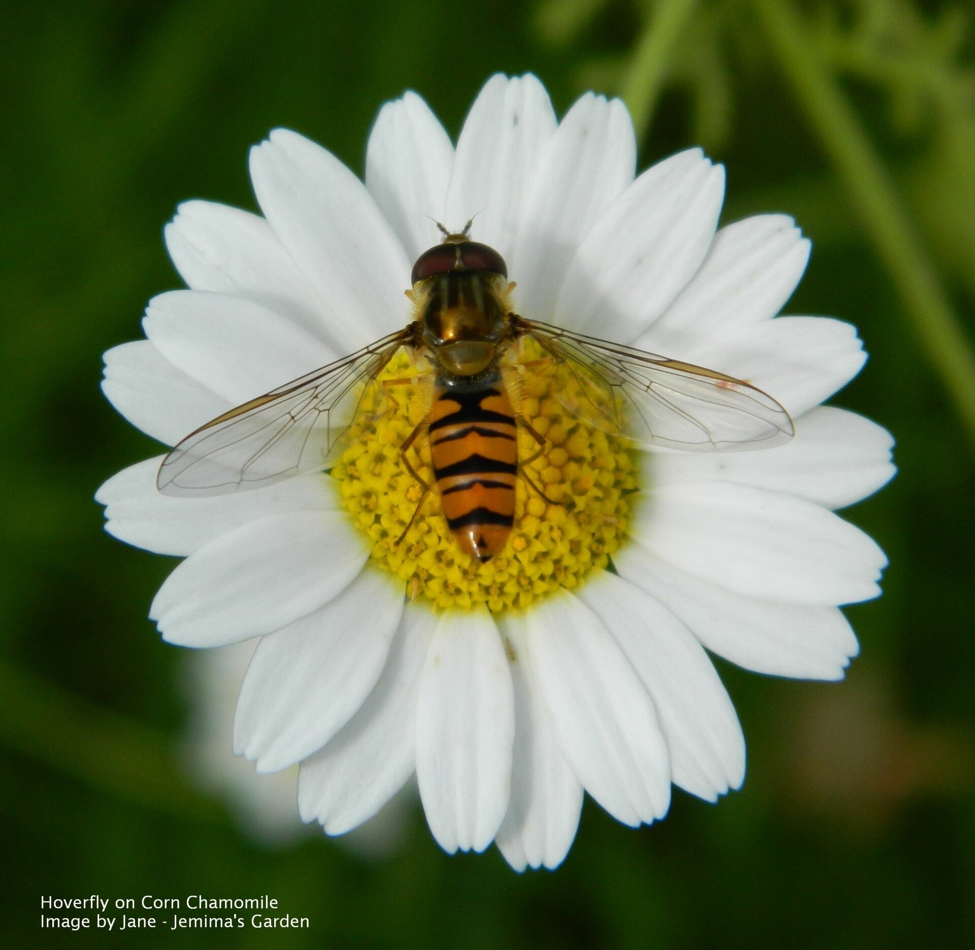 Corn chamomile seeds - Anthemis arvensis - Naturalised Wildflower