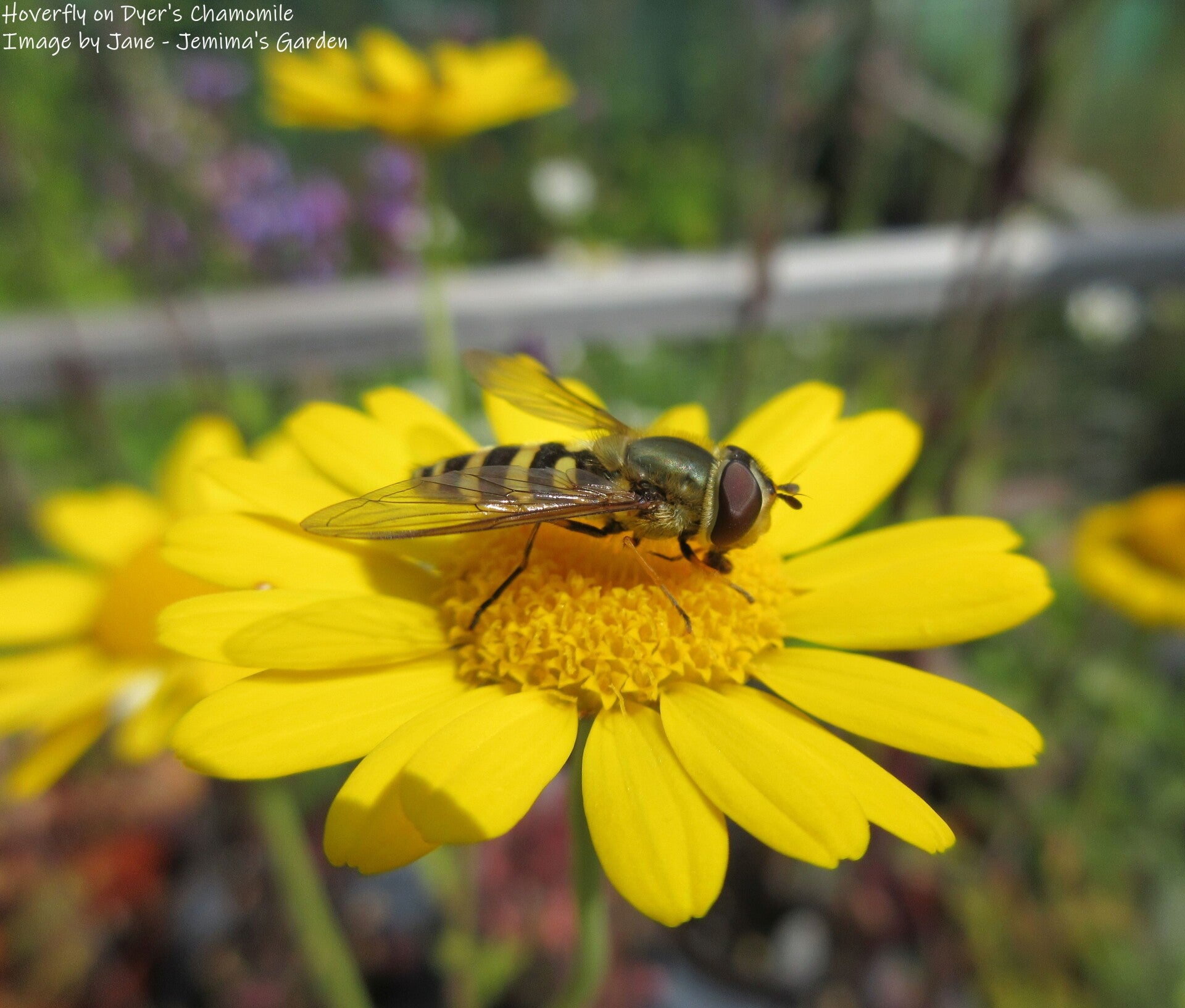 Corn Marigold Seeds – Glebionis segetum - Naturalised Wildflower