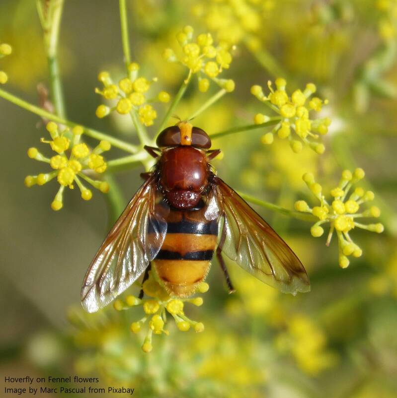 A large Hoverfly feeding from the yellow flowers of a Fennel plant.