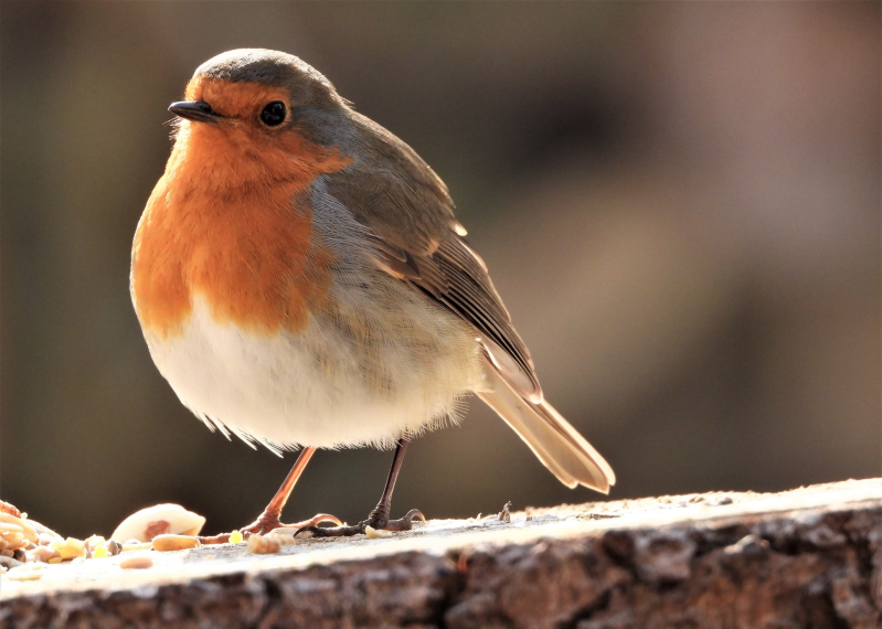 A Robin  with a red breast and white belly feathers. He/she looks very fluffed up so the weater is probably cold.