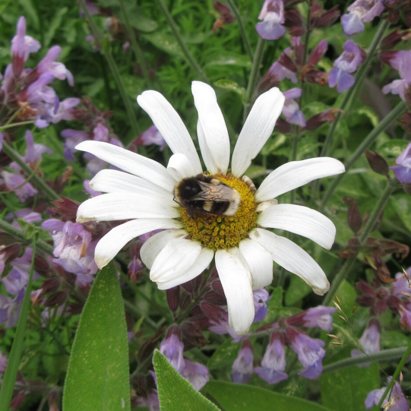 A bumblebee on Ox-eye daisy flower with sage flowers