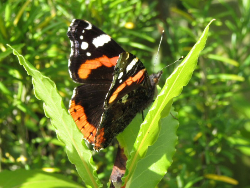 Red Admiral butterfly on a shrub