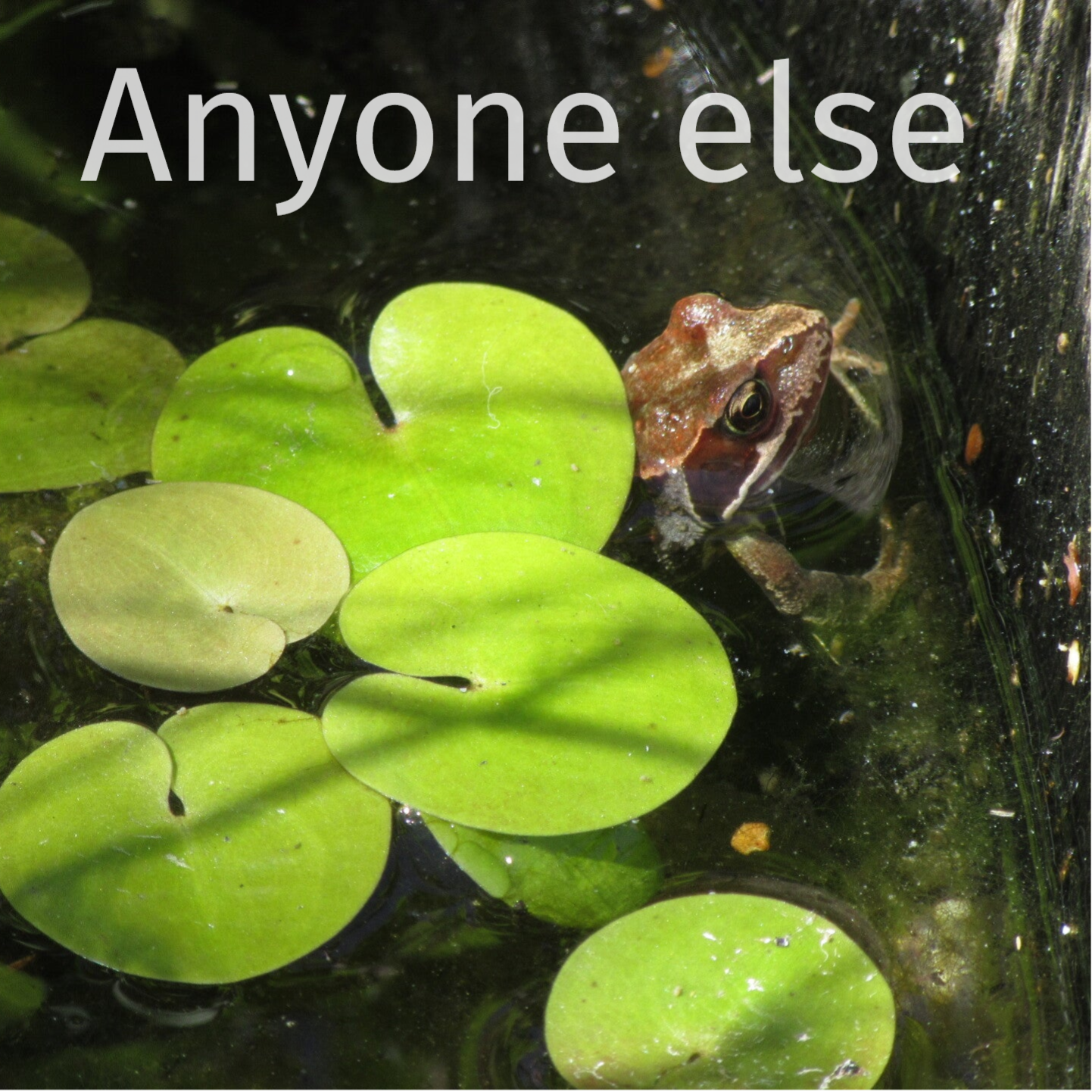 A Common Frog peeping out from under some Frogbit leaves in a water barrel.