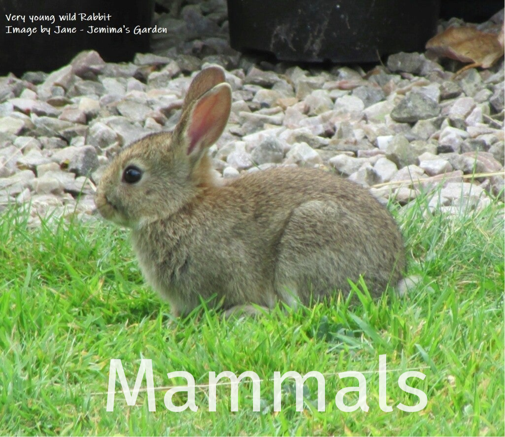 A very young wild Rabbit sitting on grass with large pebbles beyond.