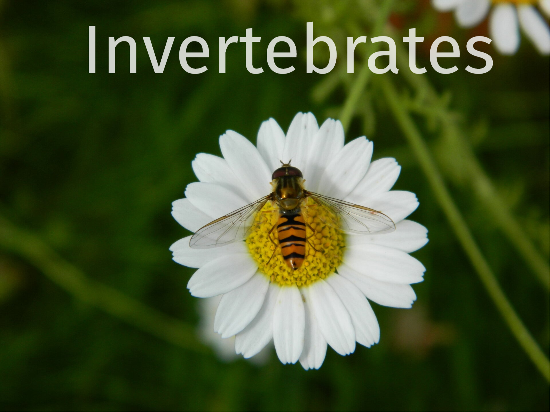 A Marmalade Hoverfly with orange, cream and dark brown stripes on a Corn Chamomile flower.