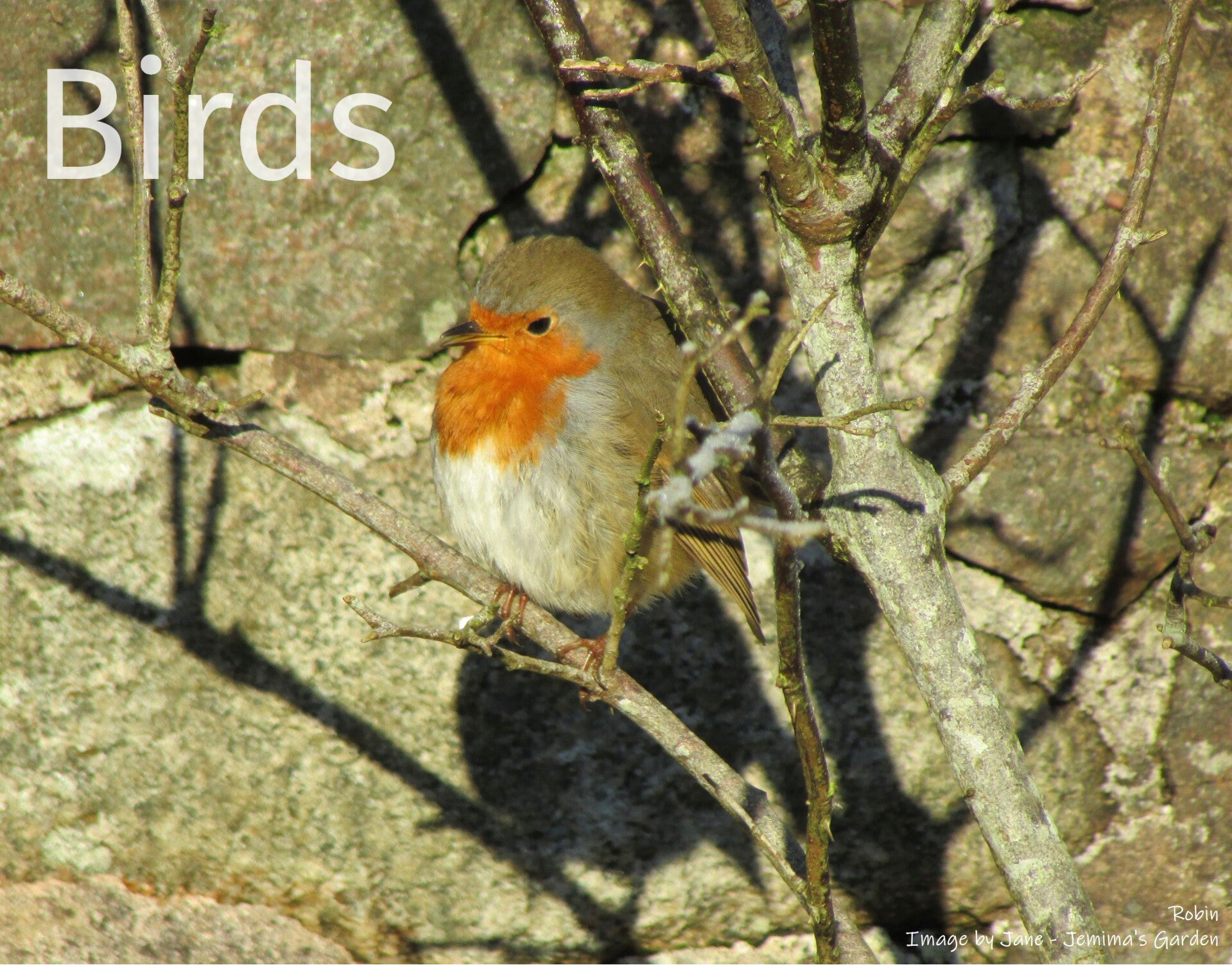 A very round Robin perched in the bare stems of a shrub against a stone wall.