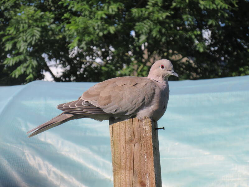 Collared Dove sitting on a fence post.