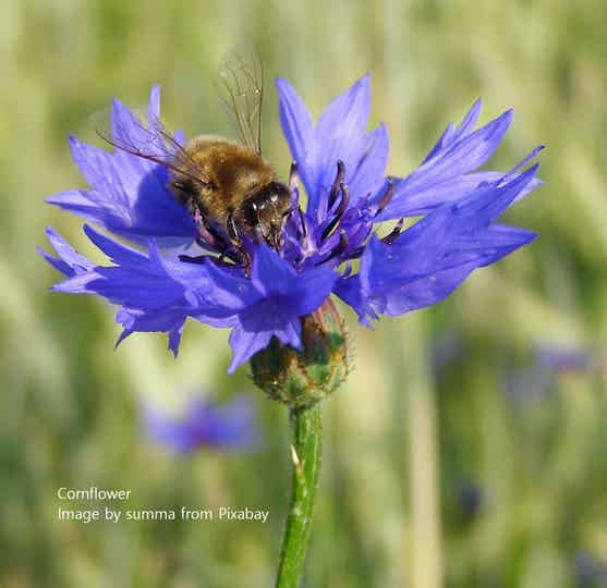 Bee & Butterfly Meadow Mix